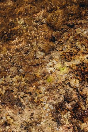Detailed texture of rocky seashore with algae and clear water.
